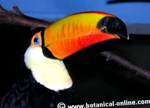 сухия сезон