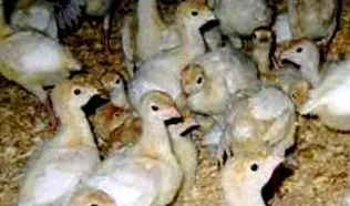 птици