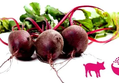 nutrinews