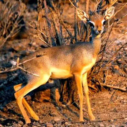 antilope