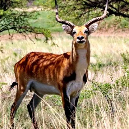 oryx