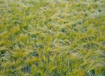 арагон