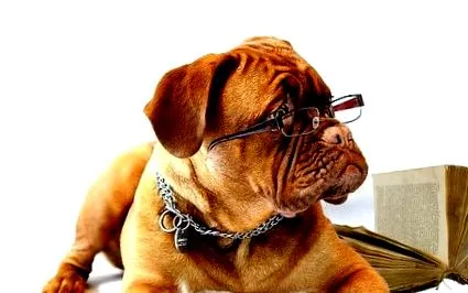 royal canin