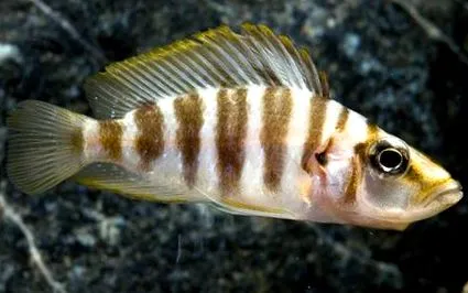 altolamprologus