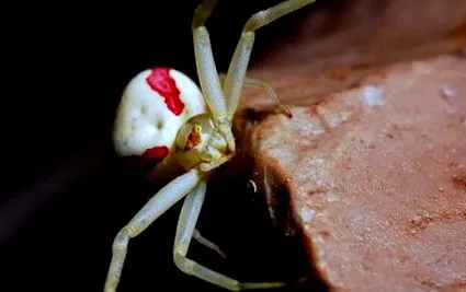 spider