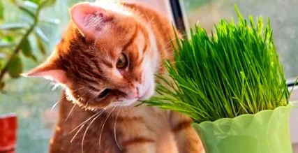 котки