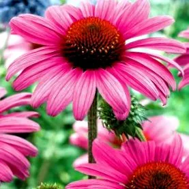 інфекційних захворювань Echinacea purpurea