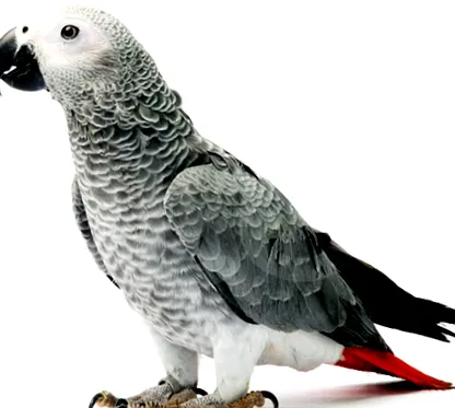 birds