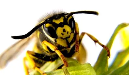 bioencyclopedia