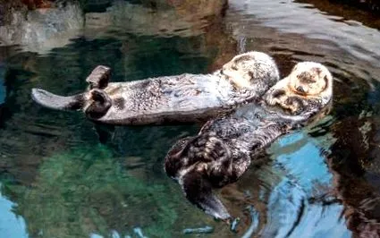вода така