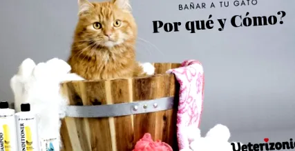 котката