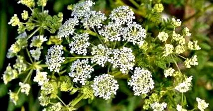 hemlock