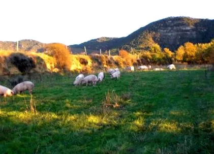 прасета