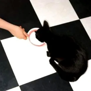 котките