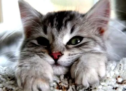 коте през