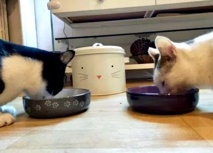 котките