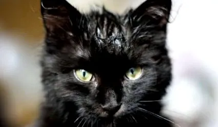 котка