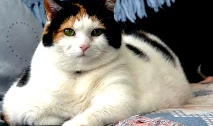котката