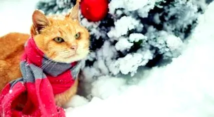 котката