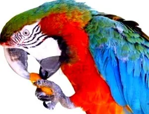 wikipets