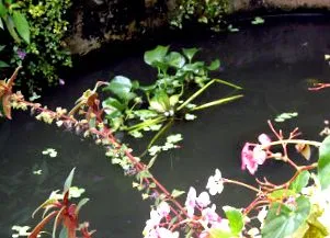 водорости