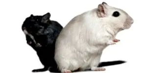 gerbil