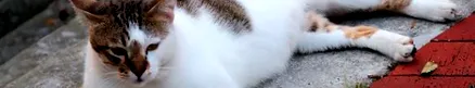 храна затлъстели