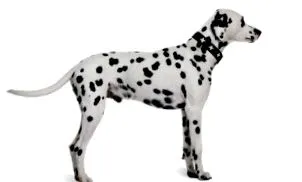 Wikipets Съвети