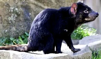 bioencyclopedia