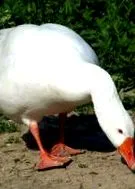 може бъде