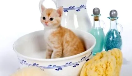 котешката