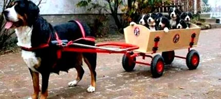 кучката