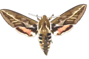 canariwiki