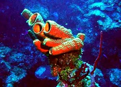 вони отримують морська