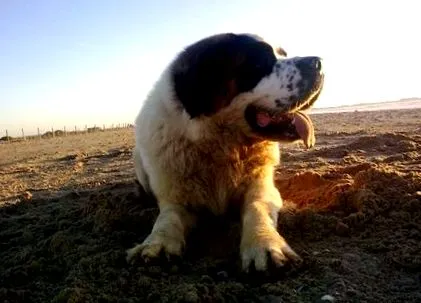 куче