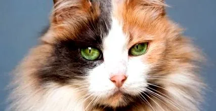 purina