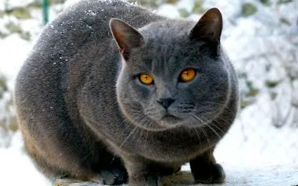chartreux