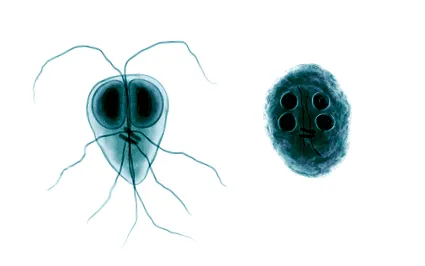 giardia