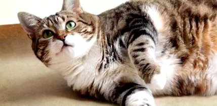 felina