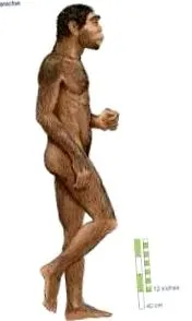 homo