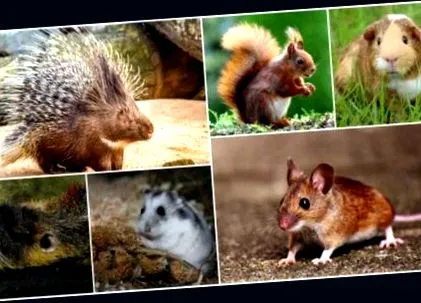 weasel