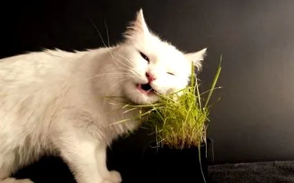 котешка