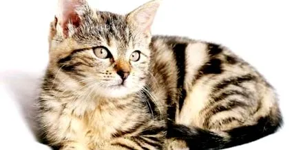 котката