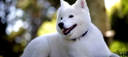 samoyedo