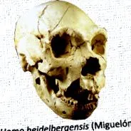 Homo erectus Homo erectus