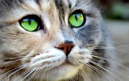 котки