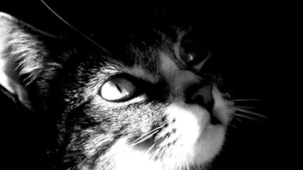котешка