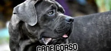 corso