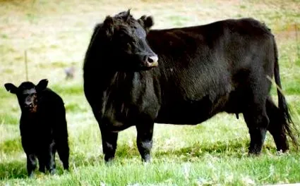 wagyu