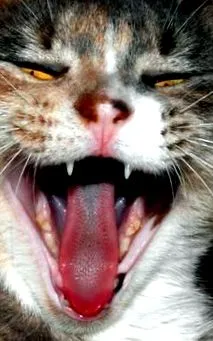 gatospedia